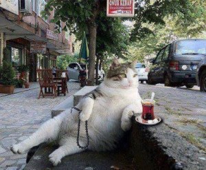 4023d7a2bc4556bff253c585a9caa35c_d580